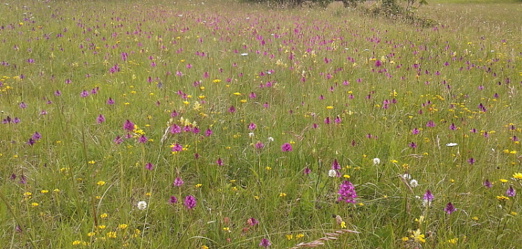 Anacamptis xlaniccae (morio x pyramidalis)