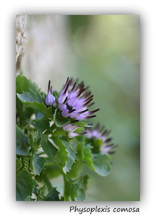 Physoplexis comosa