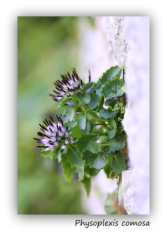 Physoplexis comosa