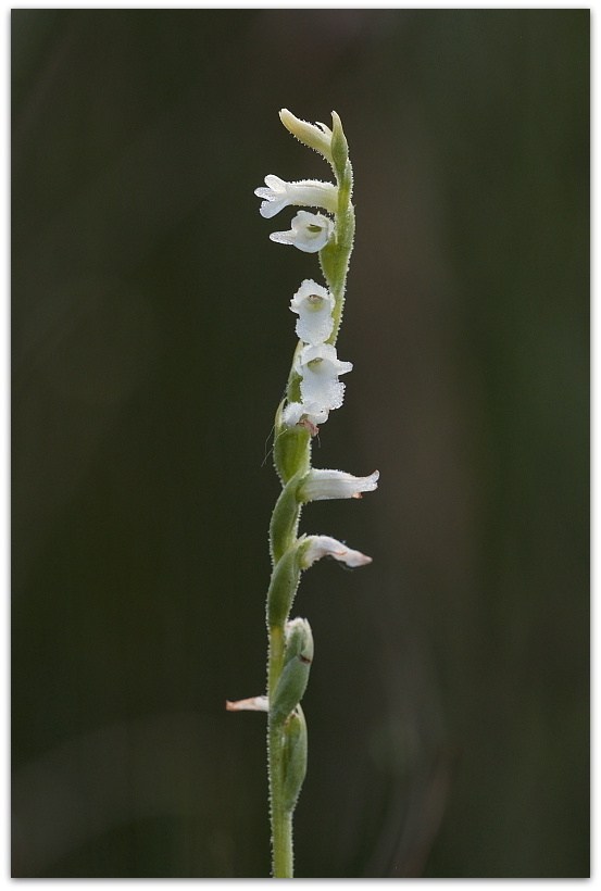 Spiranthes aestivalis