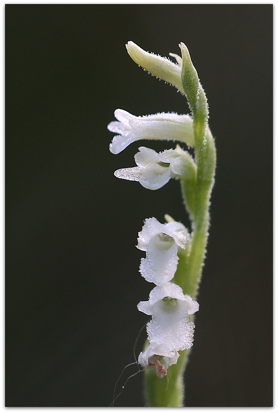 Spiranthes aestivalis