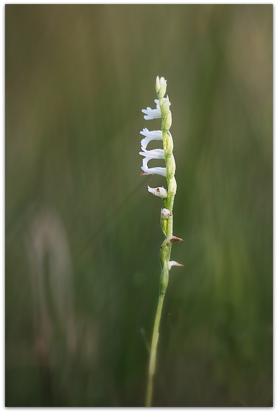 Spiranthes aestivalis