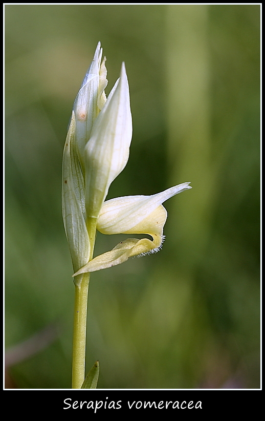 Serapias vomeracea apocromica