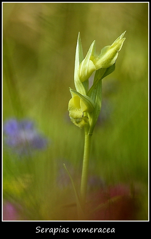 Serapias vomeracea apocromica