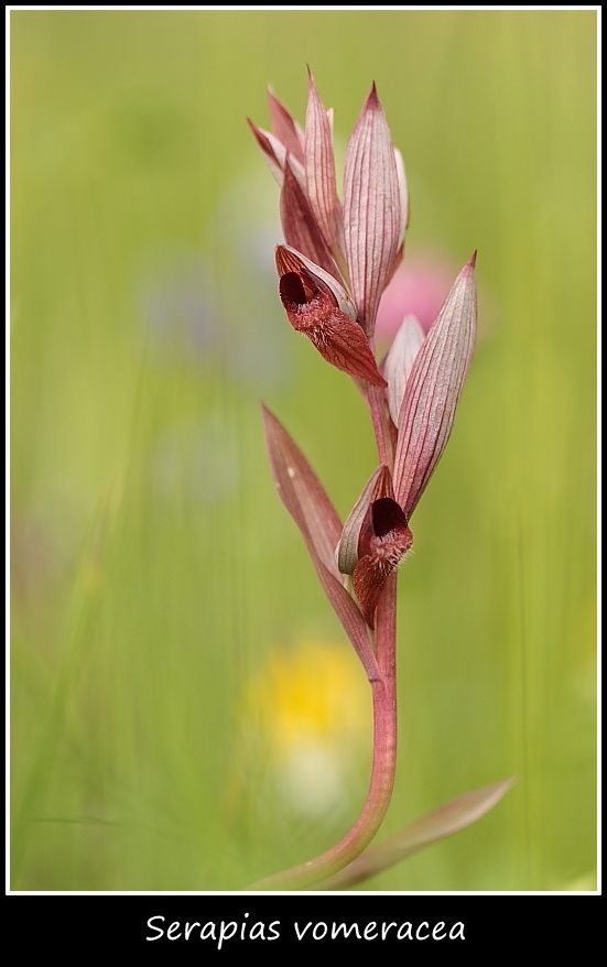 Orchidee dall''alto Friuli