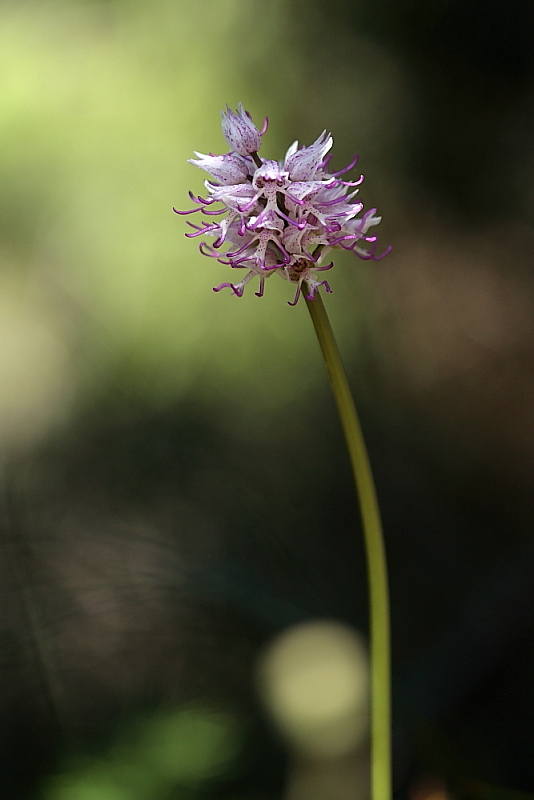 orchidee da Premantura e dintorni (Istria)