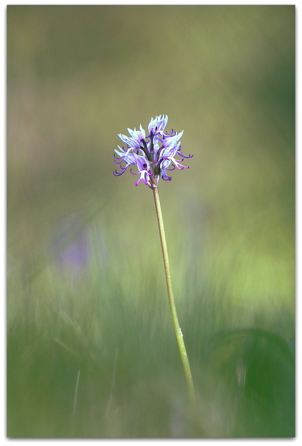 Ophrys fusca