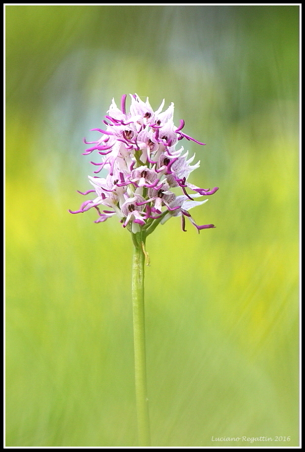 Orchis purpurea, simia e Neotinea tridentata