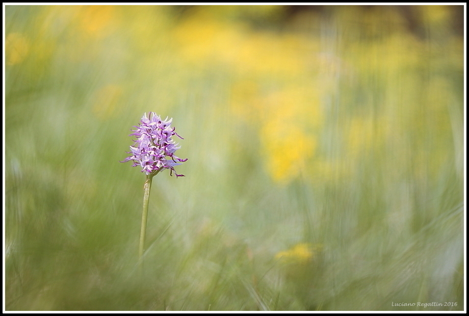 Orchis purpurea, simia e Neotinea tridentata