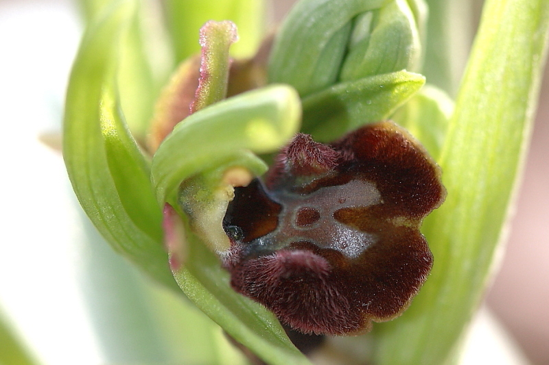 Primizia dal Friuli - Ophrys sphegodes