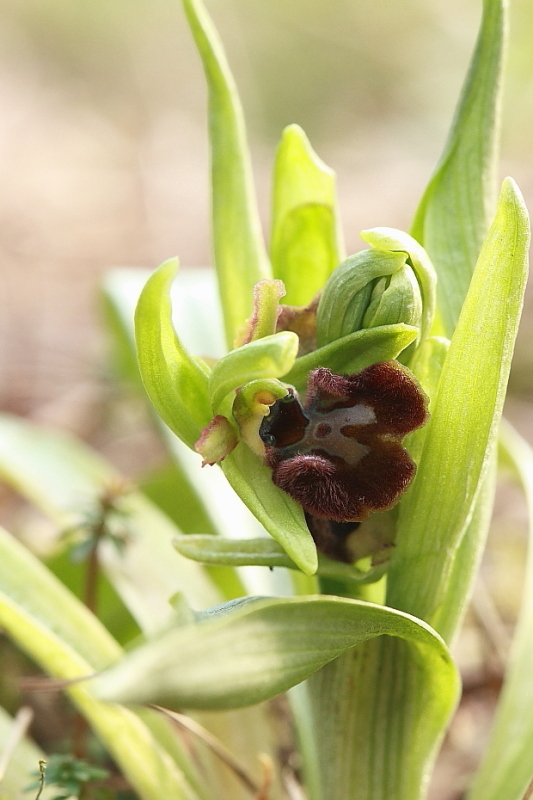 Primizia dal Friuli - Ophrys sphegodes