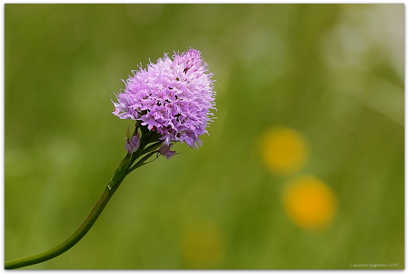 Traunsteinera globosa / Orchide dei pascoli