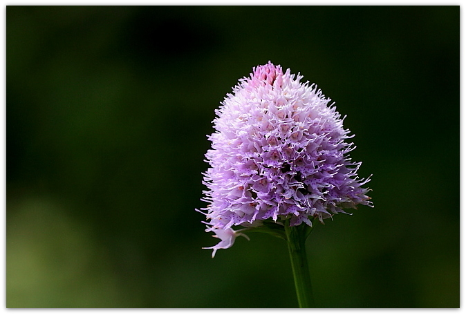 Traunsteinera globosa / Orchide dei pascoli