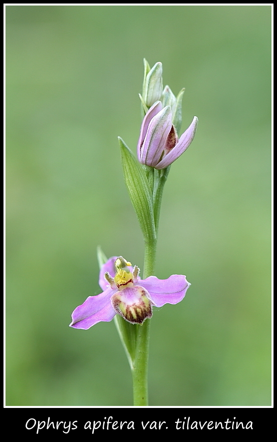 Ophrys apifera var. tilaventina