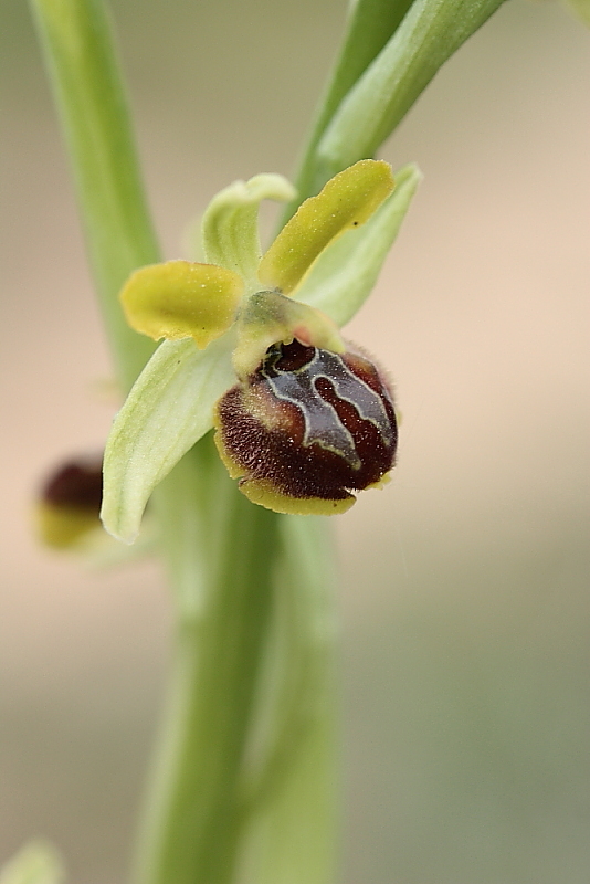 orchidee da Premantura e dintorni (Istria)