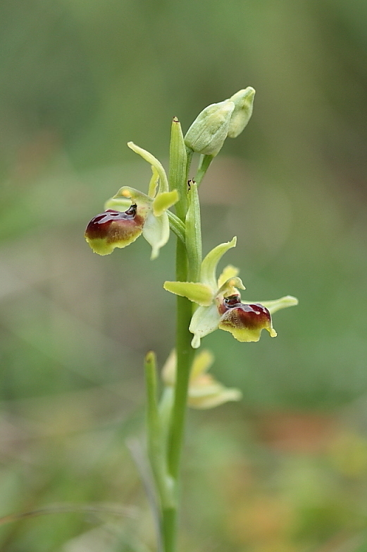 orchidee da Premantura e dintorni (Istria)