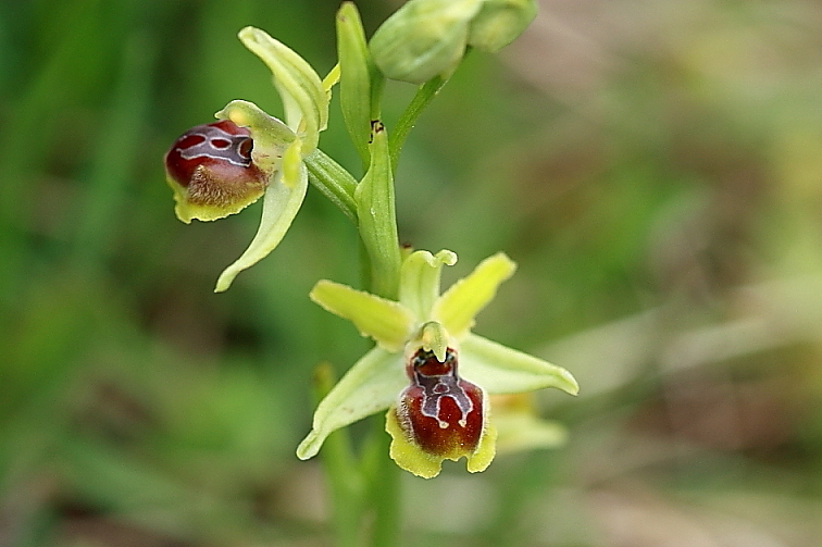 orchidee da Premantura e dintorni (Istria)