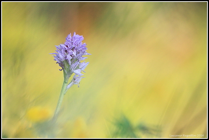 Orchis purpurea, simia e Neotinea tridentata