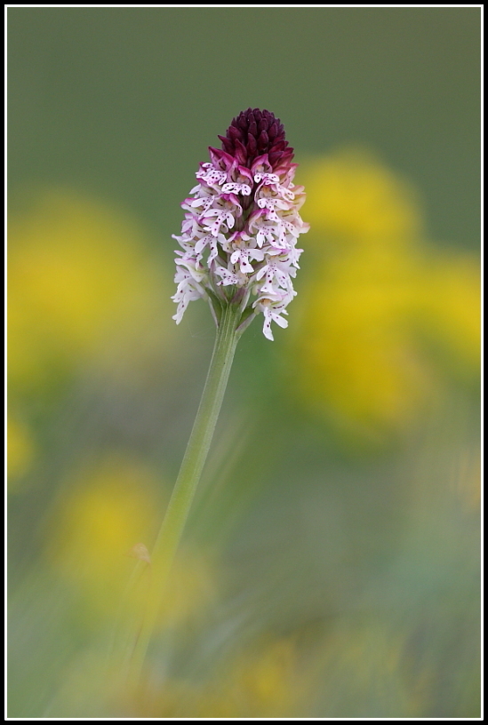 Neotinea ustulata