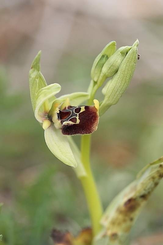 orchidee da Premantura e dintorni (Istria)