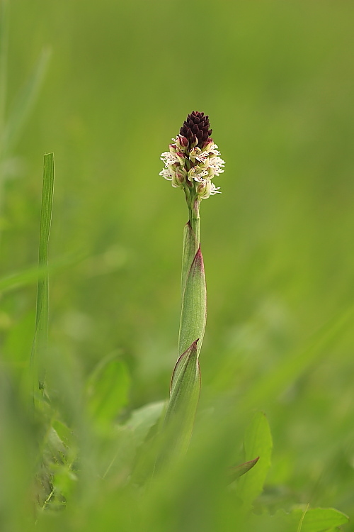 Neotinea ustulata e Orchis mascula