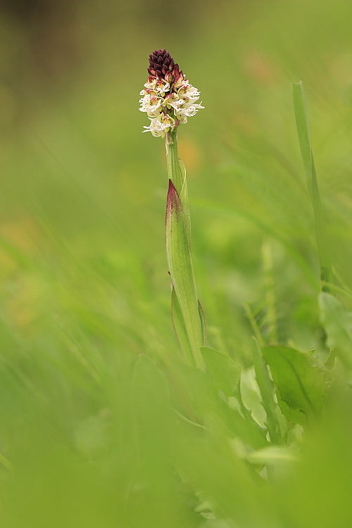 Neotinea ustulata e Orchis mascula