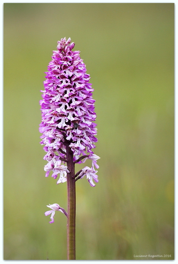 Orchis xhybrida