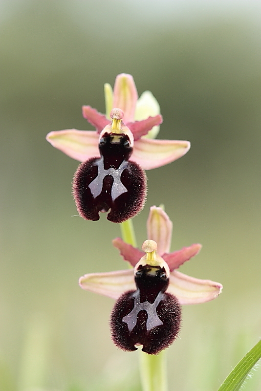 orchidee da Premantura e dintorni (Istria)