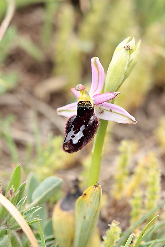 orchidee da Premantura e dintorni (Istria)