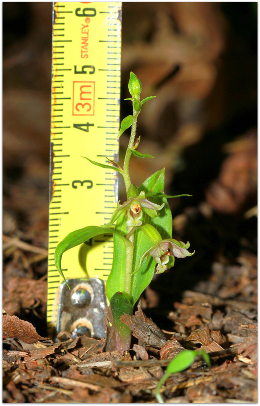 Epipactis zaupolensis / Elleborina di Zoppola