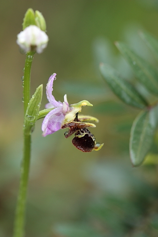 orchidee da Premantura e dintorni (Istria)