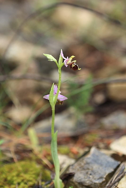 orchidee da Premantura e dintorni (Istria)