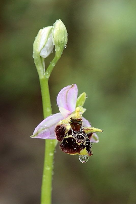 orchidee da Premantura e dintorni (Istria)