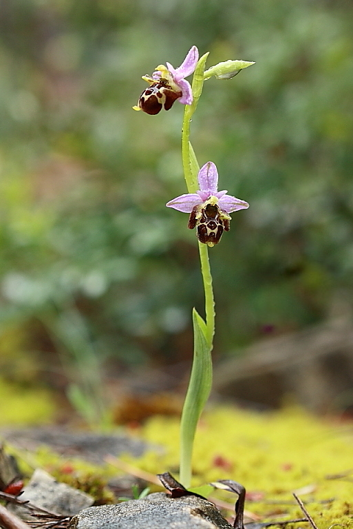 orchidee da Premantura e dintorni (Istria)