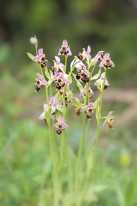 orchidee da Premantura e dintorni (Istria)