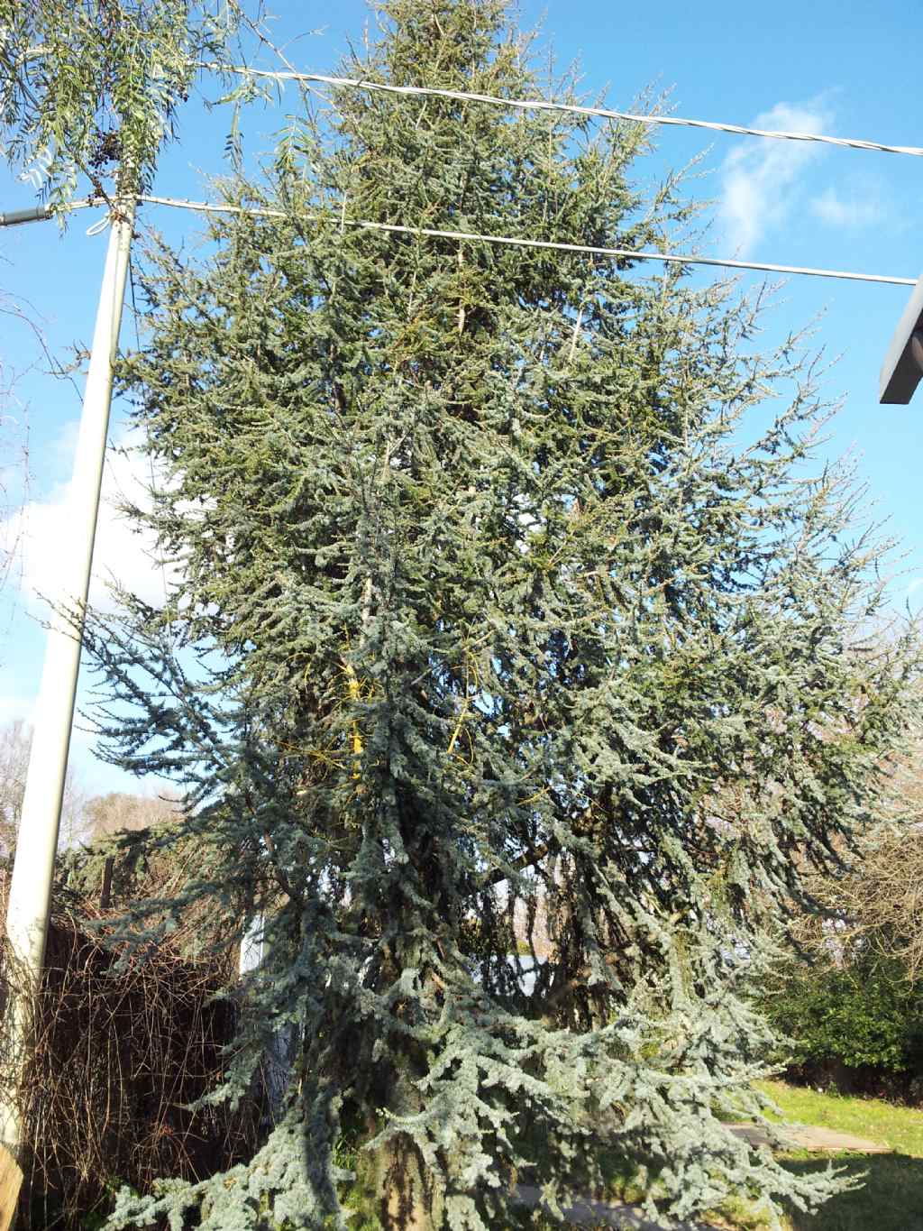 Cedrus atlantica var. glauca