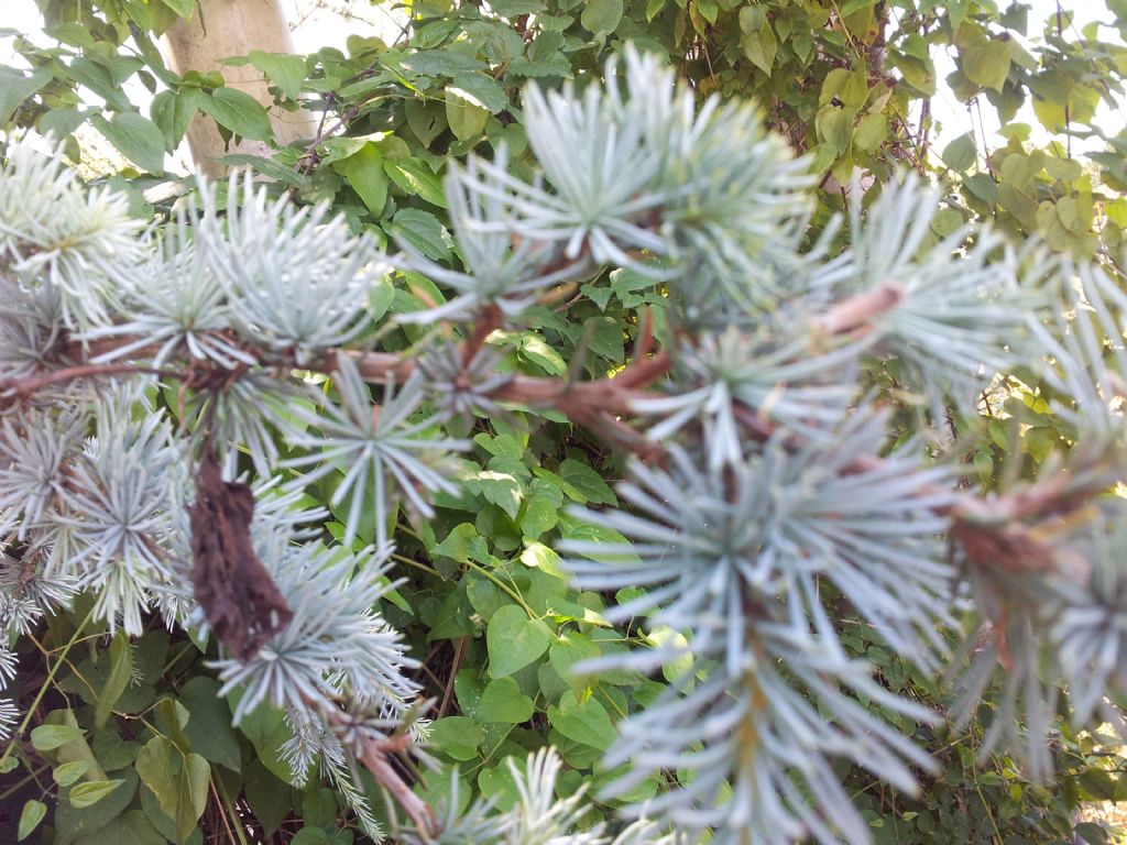 Cedrus atlantica var. glauca