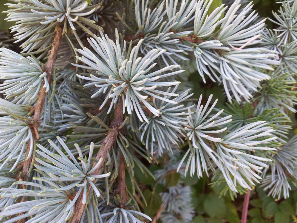 Cedrus atlantica var. glauca