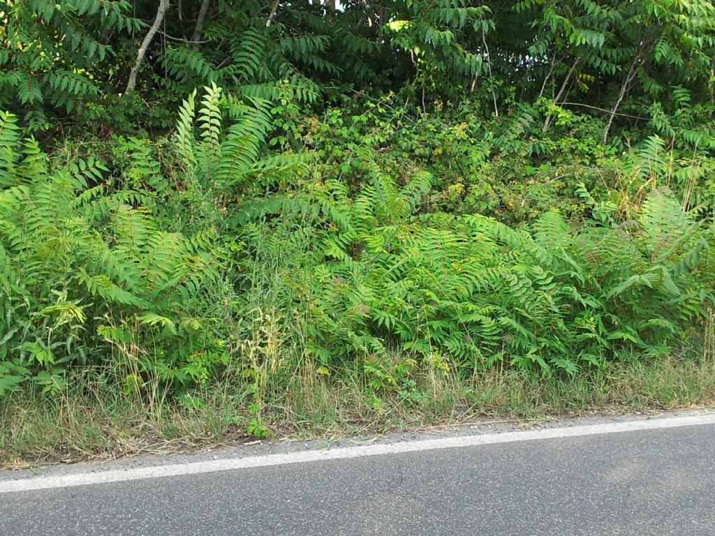 Pianta con foglie paripennate - Ailanthus altissima