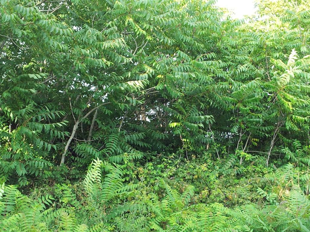 Pianta con foglie paripennate - Ailanthus altissima