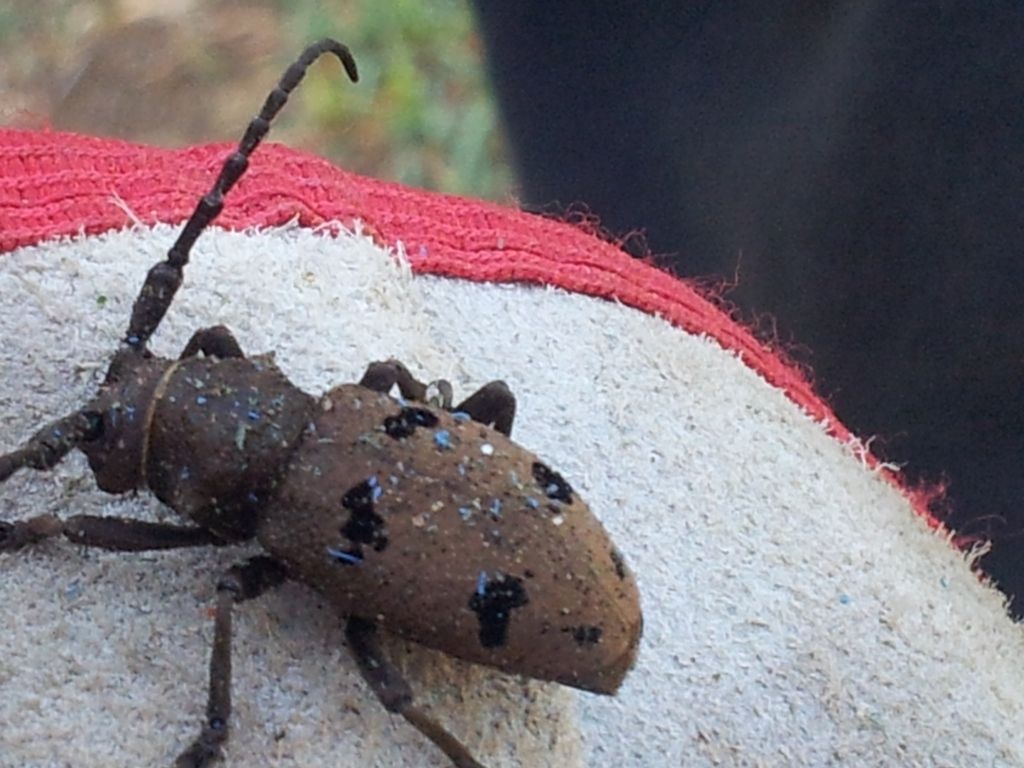 Tutt''a un tratto un Herophila tristis