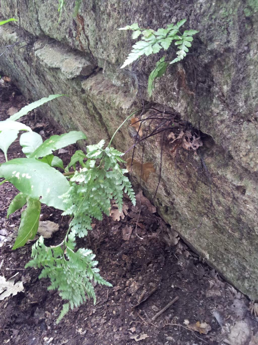 Asplenium cfr. onopteris