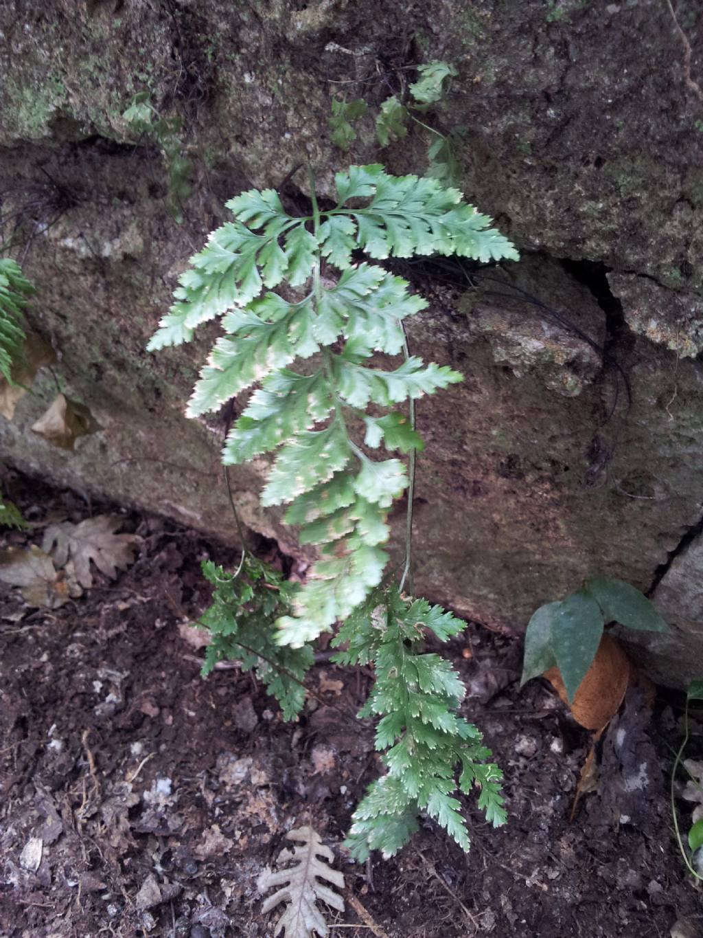 Asplenium cfr. onopteris