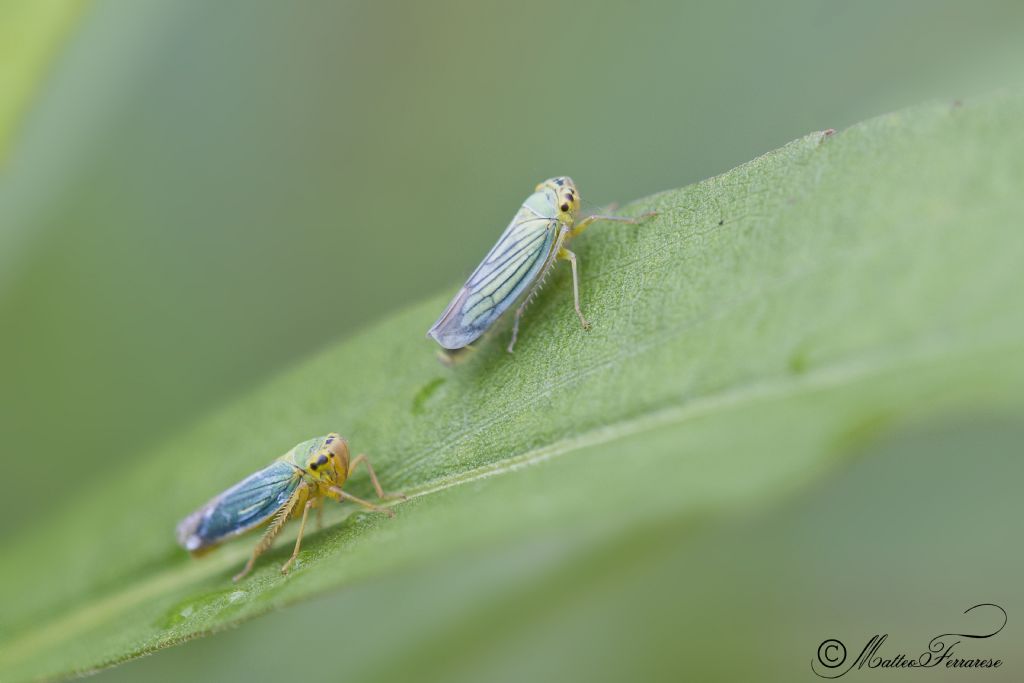 Cicadellidae: Cicadella viridis del Piemonte (TO)
