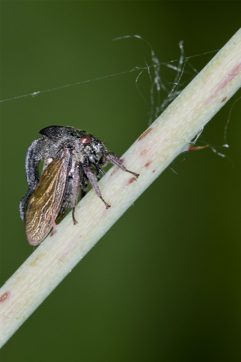 Centrotus Cornutus (Membracidae) da Torino