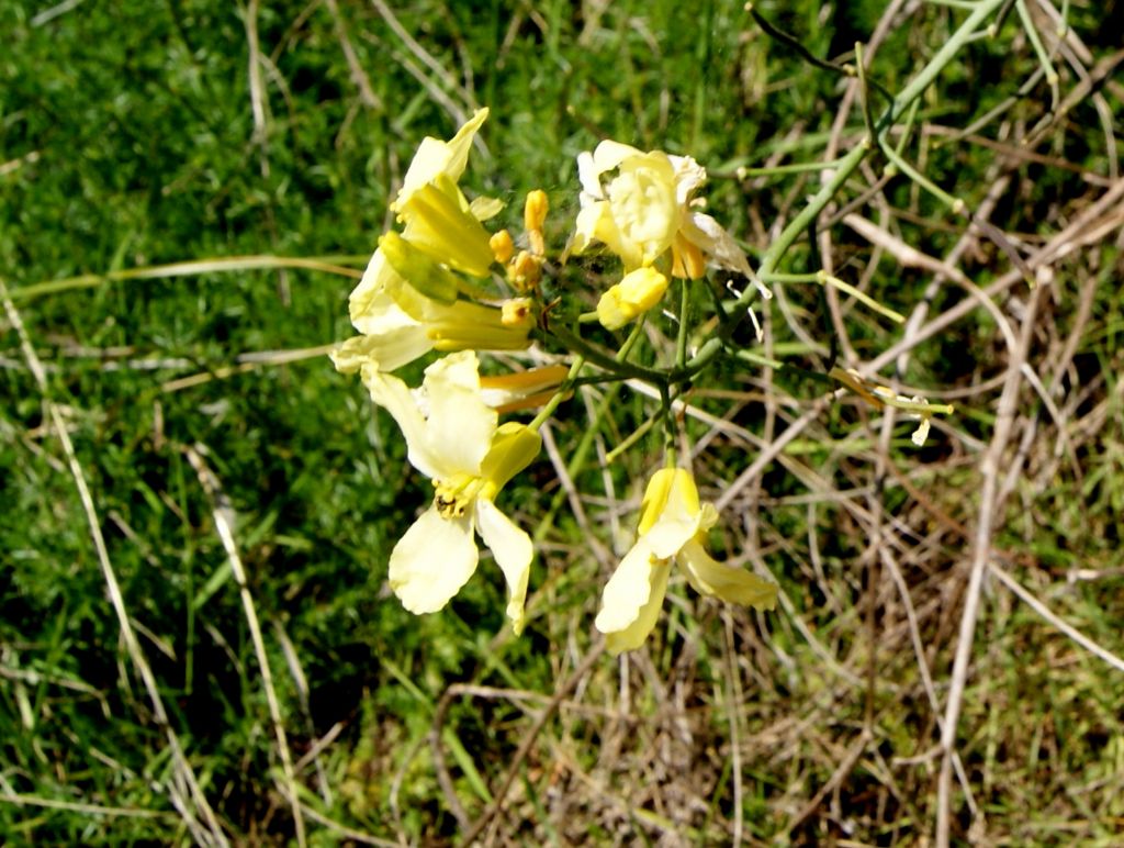 Brassica montana