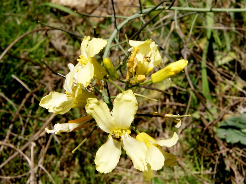 Brassica montana