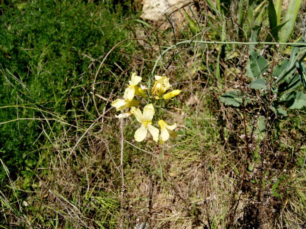 Brassica montana