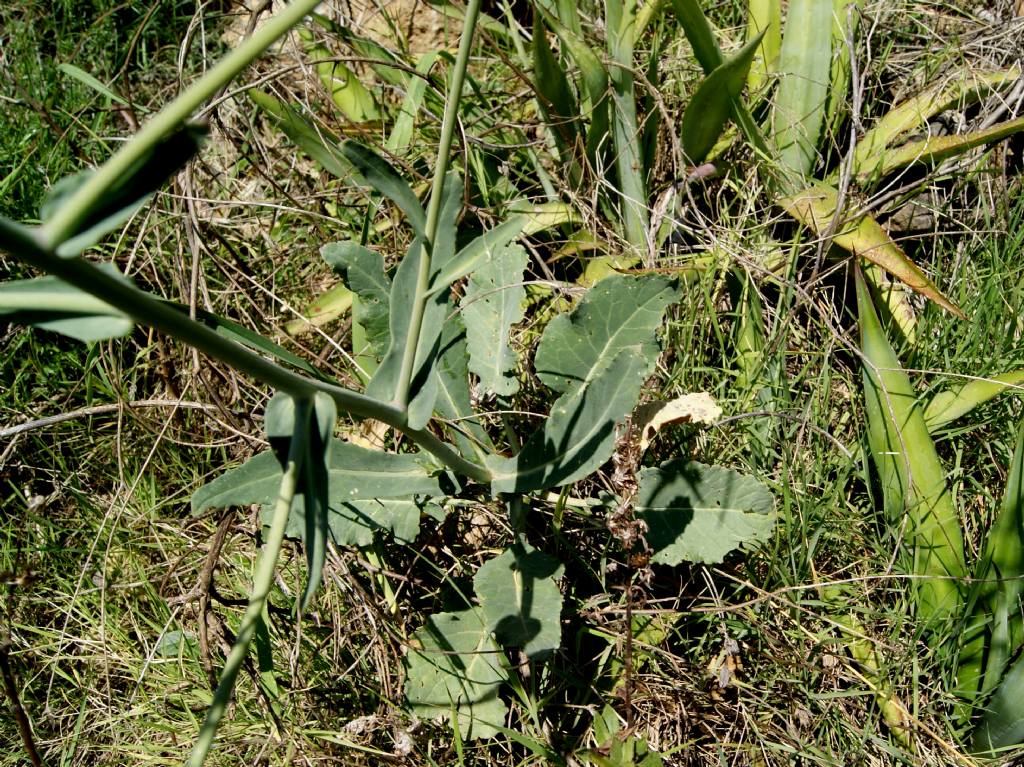 Brassica montana