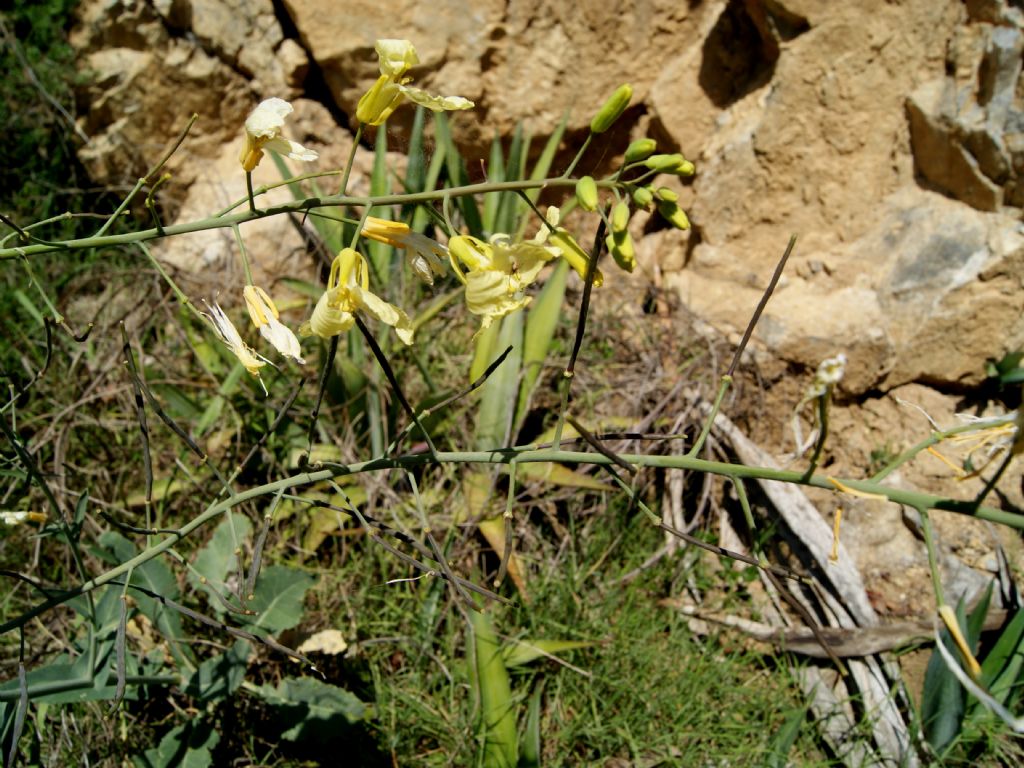 Brassica montana